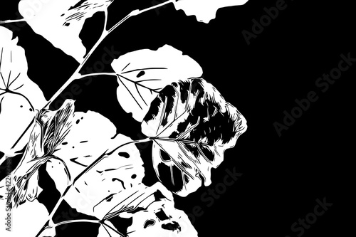 Black and white leaves, illustration. 