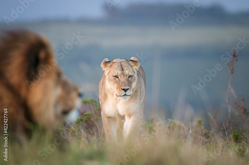 Fototapeta Naklejka Na Ścianę i Meble -  Female lion in South Africa coming towards blurred male lion .
