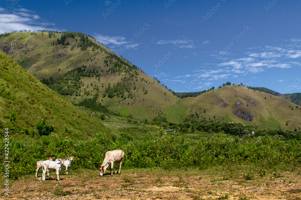 Fototapeta premium Hill