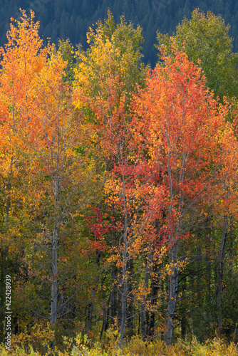 USA, Wyoming. Autumn Aspens, Yellowstone National Park.