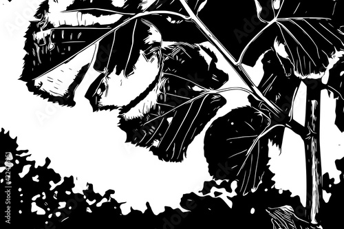 Black and white leaves, illustration. 