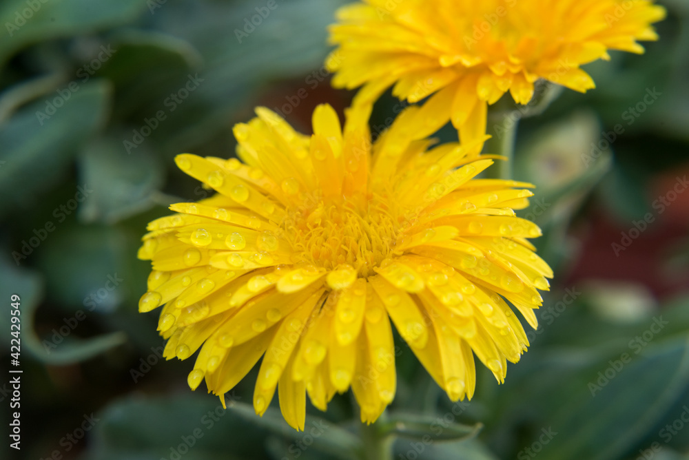 Calendula floreciendo con gotas de agua Calendula floreciendo con gotas de agua
