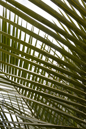 detail of palm leaf tip texture  background