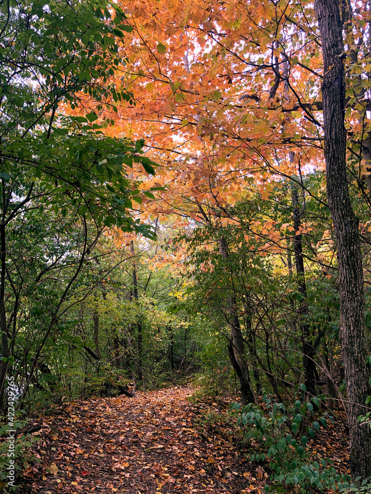 autumn in the forest autumn in the forest