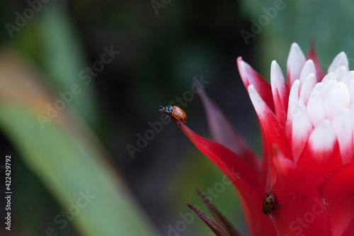Fotografija Red and white bromeliad flower with a Convergent lady beetle