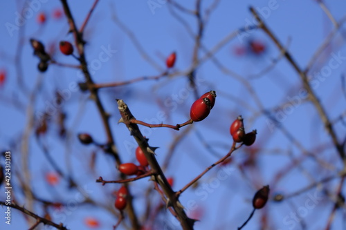 rose hip berries on a tree © Predrag