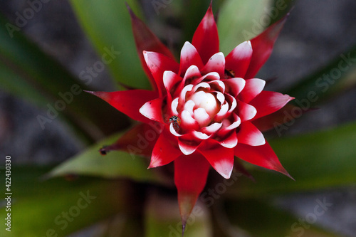 Fotografija Red and white bromeliad flower with a Convergent lady beetle