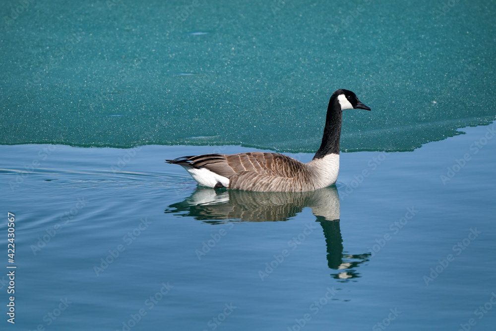 Fototapeta premium Canada Geese at lake on calm smooth warm spring day with beautiful sunshine