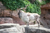 Markhor goat that is an endangered species on the rocks.