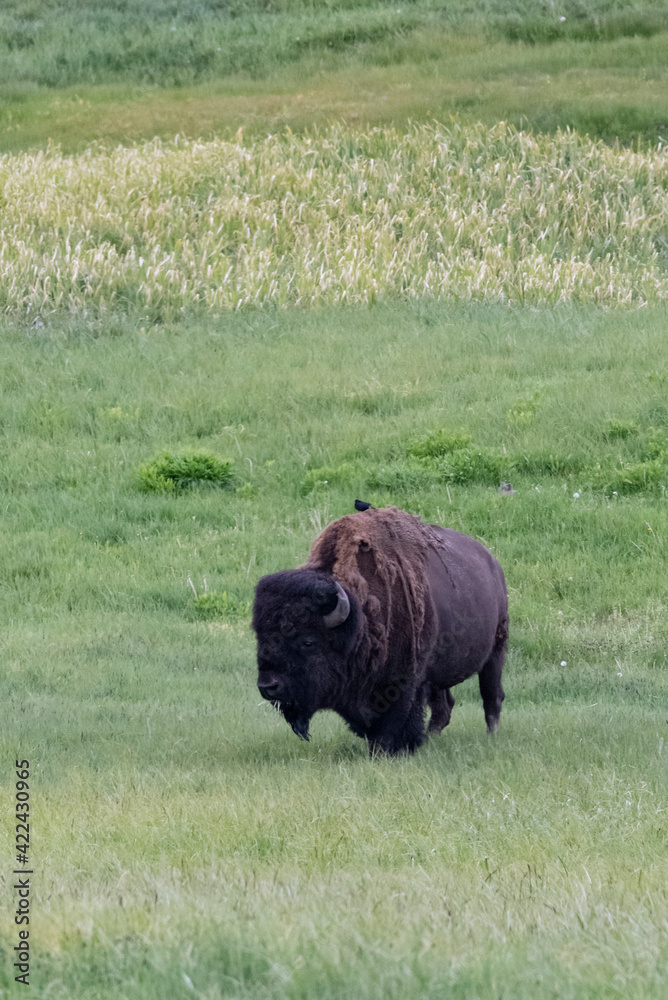 USA, Wyoming. Bison grazing, Yellowstone National Park. USA, Wyoming. Bison grazing, Yellowstone National Park.