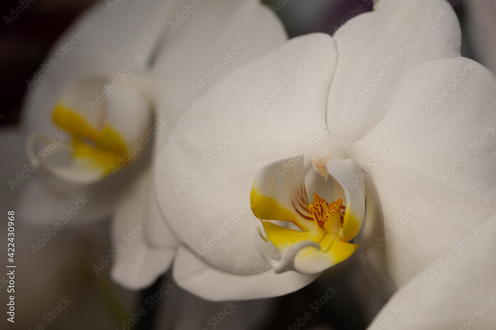 Obraz premium Beautiful white orchid in full bloom