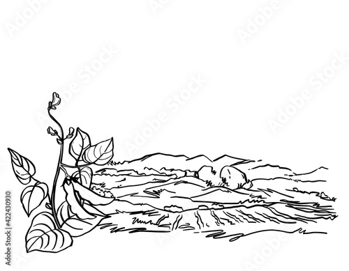 Vector hand drawn sketch with Soy. Plant with bobs and leaves. Ink botanical herbal illustration. Vegetarian and healthy food in vintage style for print, wrapping, menu, fabric . Vector illustration