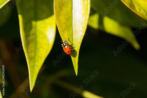 Spotted Convergent lady beetle also called the ladybug Hippodamia convergens photo