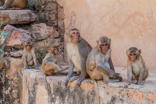 Macaques in Bundi, Rajasthan state, India