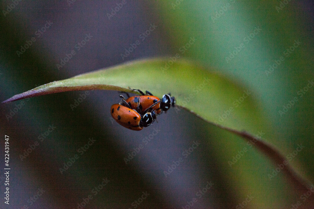 Mating Spotted Convergent lady beetles also called the ladybug