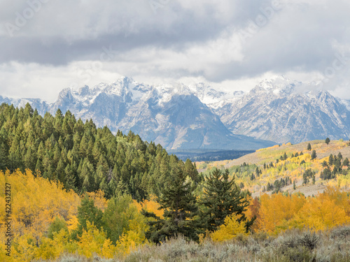 USA  Wyoming  view of the Grand Tetons from Buffalo Valley Road in autumn golden colors of the Aspen trees
