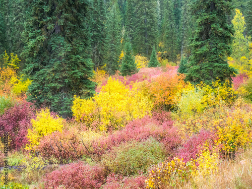 USA, Wyoming, Hoback fall colors along Highway 89 with Dogwood, Willow, Evergreens, Aspens photo