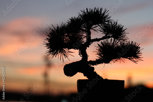 silhouette of japaneseblack pine bonsai photo