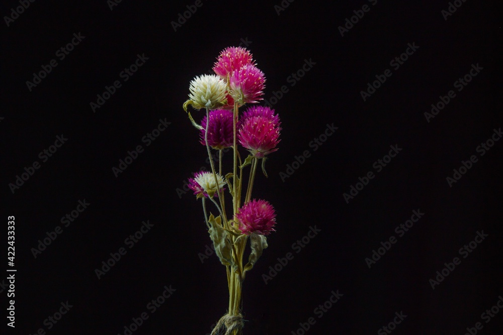 Dried flower Dried flower