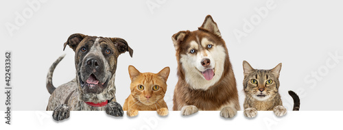 Fototapeta Naklejka Na Ścianę i Meble -  Happy Pet Dogs and Cats Hanging Paws Over Web Banner