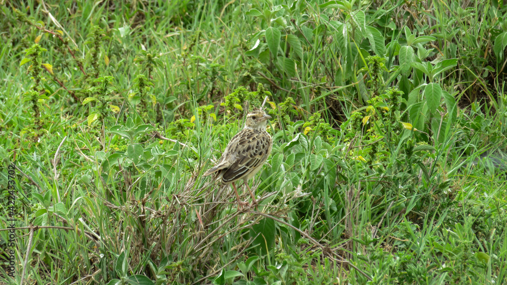Juvenile Grassland Pipit perched and scanning for food Juvenile Grassland Pipit perched and scanning for food