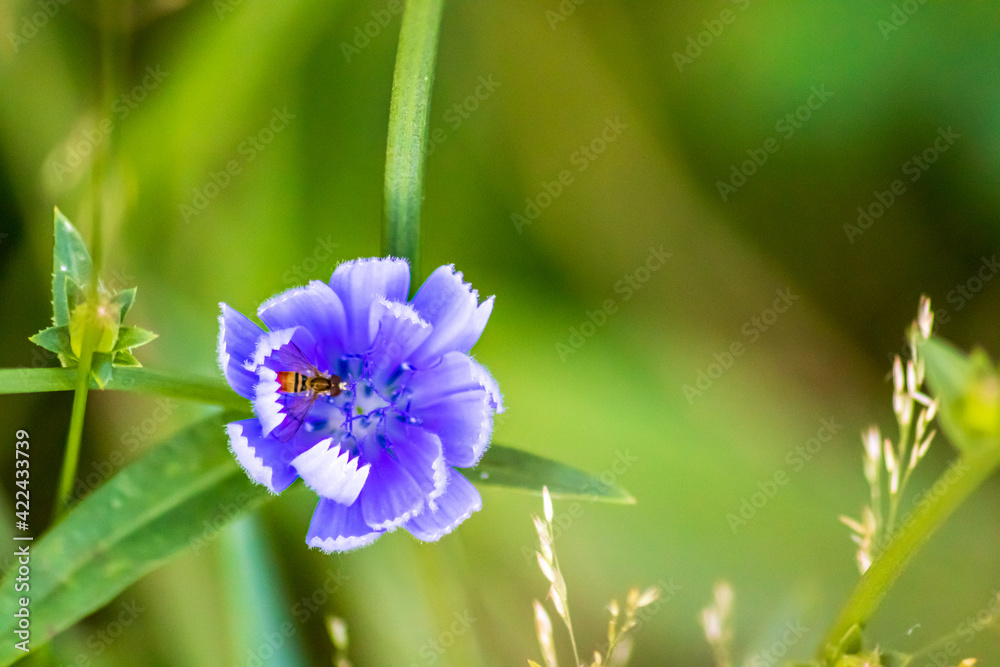 blue and purple flower blue and purple flower