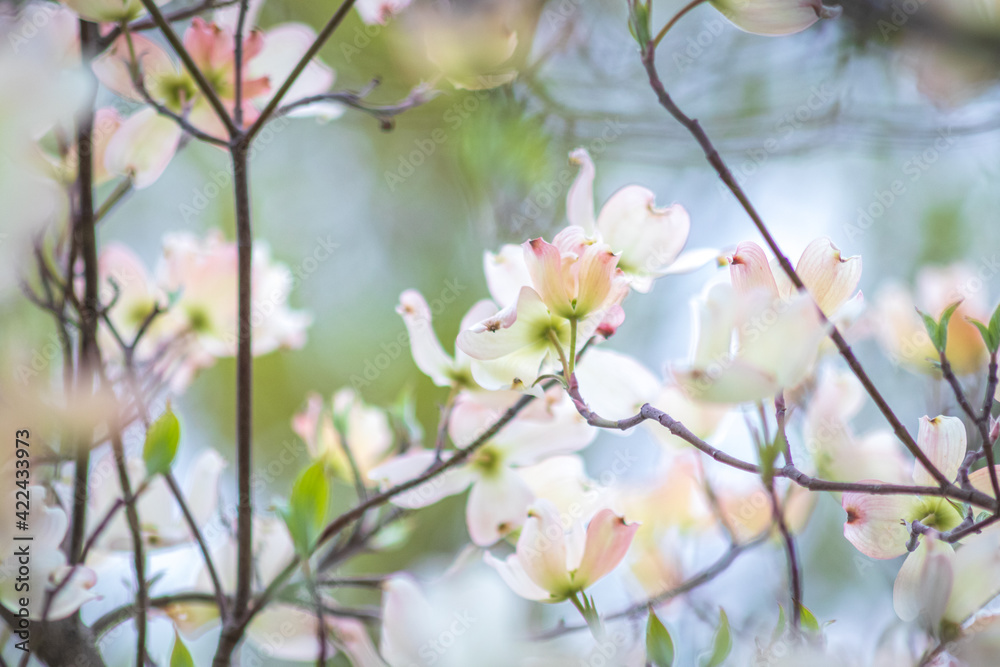 Fototapeta premium flowers in spring