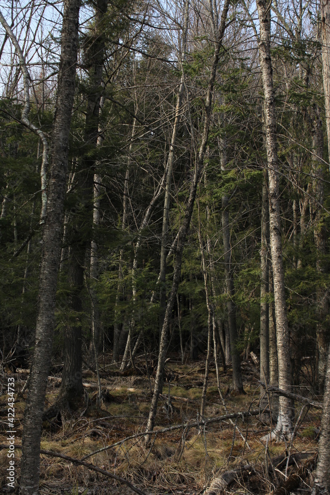 pine forest in the morning pine forest in the morning