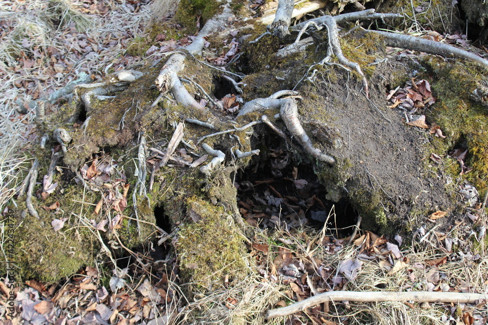 moss on tree moss on tree