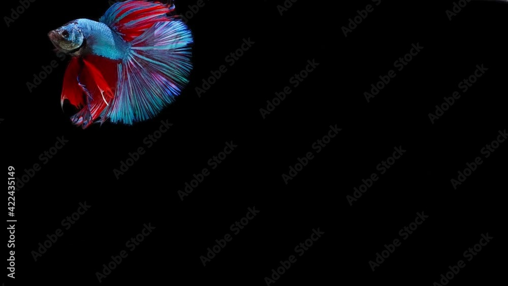 Siamese fighting fish (Betta splendens) Siamese fighting fish (Betta splendens)