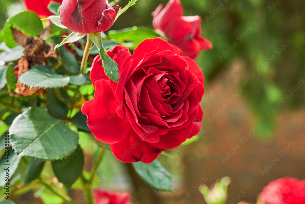 English roses are among the most popular with home gardeners. These hybrid shrubs or climbers combine the full-petaled flower form and intense fragrance of old roses with the wider color range