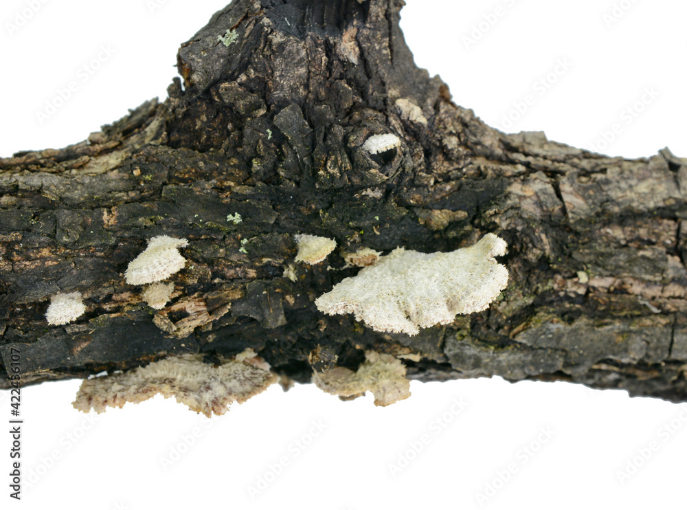 Split gill (Schizophyllum commune) mushroom isolated on white background. 