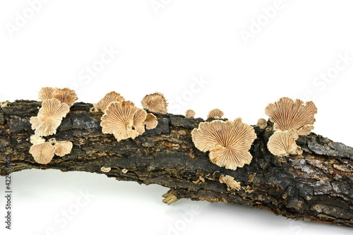 Split gill (Schizophyllum commune) mushroom isolated on white background.  photo