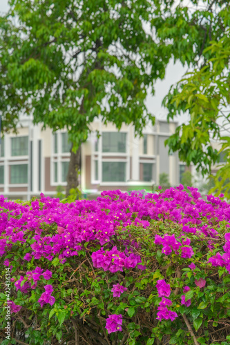 Blooming bougainvillea flowers. Floral background. Violet bougainville flowers blooming in the park in Malaysia.