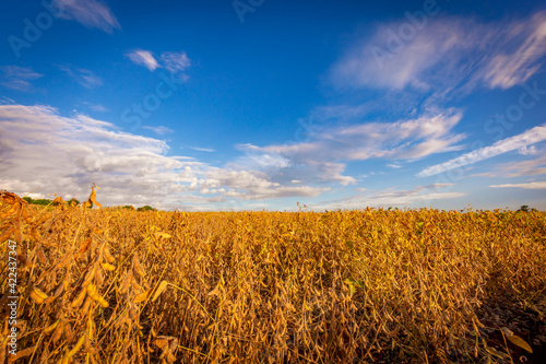 Soybean pods on the plantation at sunset. Agricultural photography.