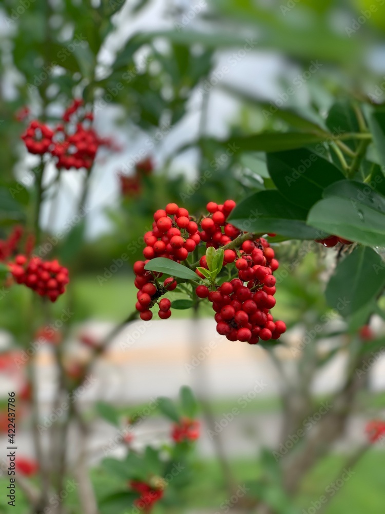 red berries on a branch