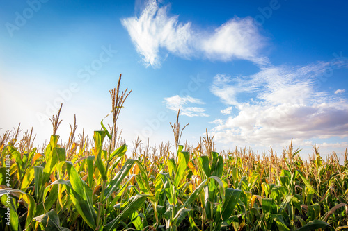 Cuadro en lienzo Corn plantation in a sunny day. Agricultural photography.