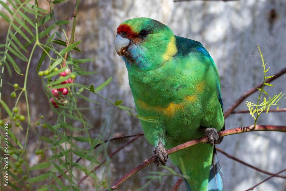 Australian Ringneck Parrot feeding in Peppercorn Tree