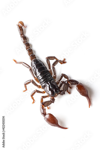 Red scorpion isolated on white background.