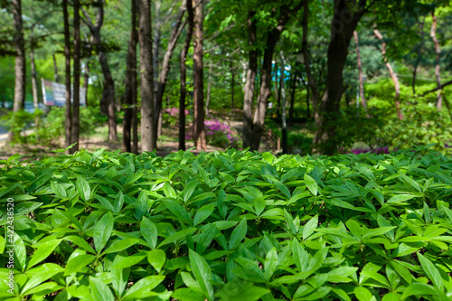 도심 속 작은 공원에 있는 숲: 청담공원
