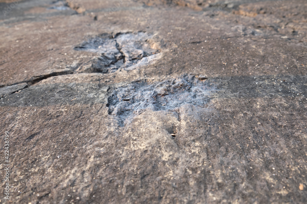 Archosaur Footprints Cliff, Ancient Dinosaur footprint on a rock Archosaur Footprints Cliff, Ancient Dinosaur footprint on a rock