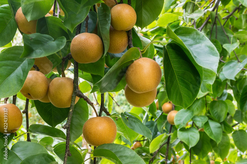 nashi pear tree with ripe organic nashi pears at harvest time 