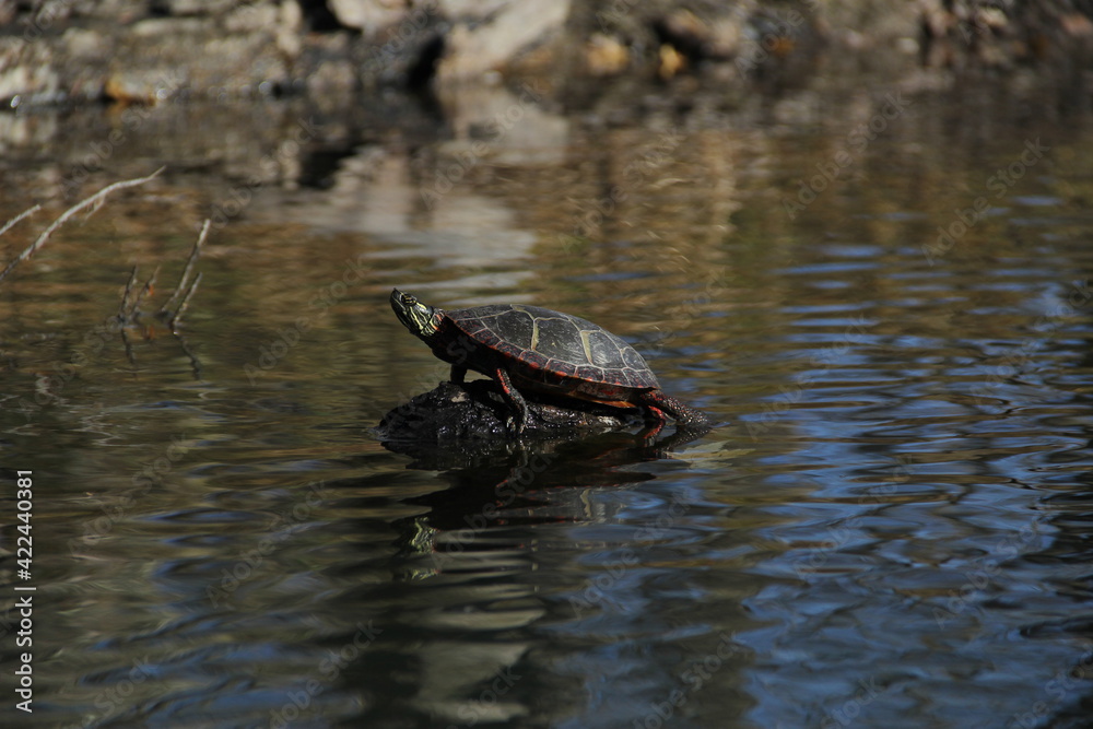 Obraz premium Painted Turtle Sunbathing along the River