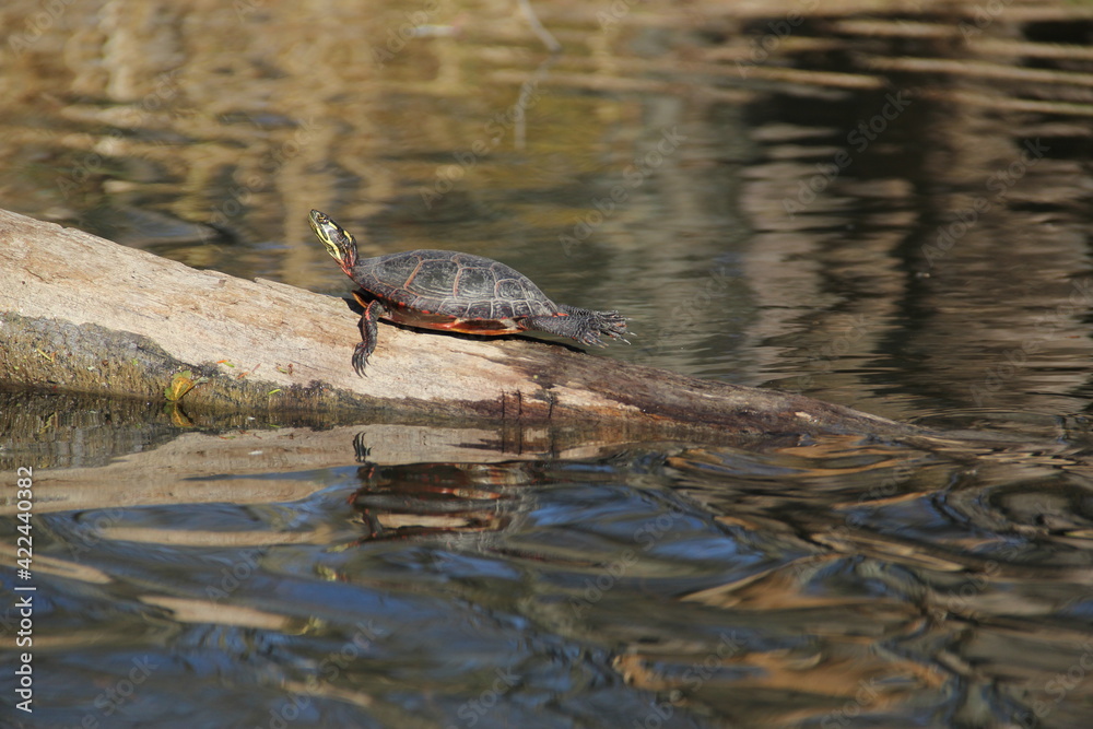 Obraz premium Painted Turtle Sunbathing along the River