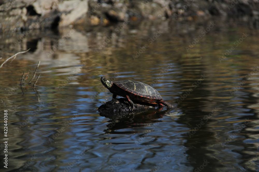 Painted Turtle Sunbathing along the River Painted Turtle Sunbathing along the River