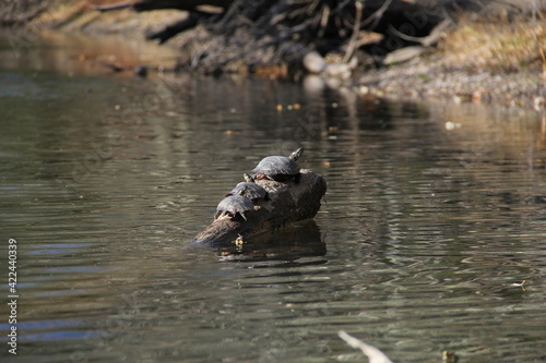 Turtles Sunbathing Along the River