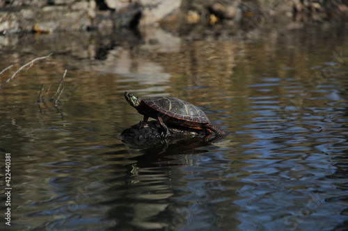 Painted Turtle Sunbathing along the River