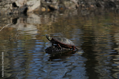 Painted Turtle Sunbathing along the River