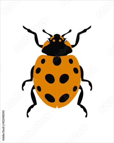 eleven spotted ladybird. flat vector illustration of bugs. insects and garden concept animated in colorful theme. cartoon illustration of nature isolated on white background.