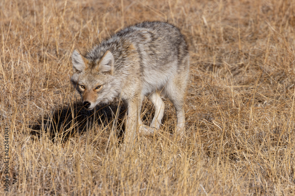 Coyote on the Hunt Coyote on the Hunt